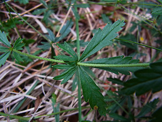 Potentilla erecta