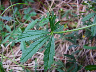 Potentilla erecta