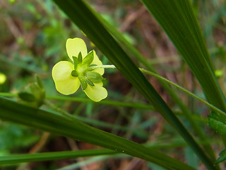 Potentilla erecta