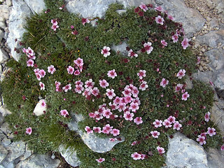 Potentilla nitida