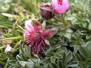 Potentilla nitida