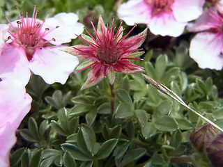 Potentilla nitida