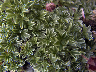 Potentilla nitida