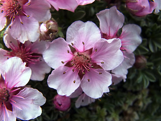 Potentilla nitida