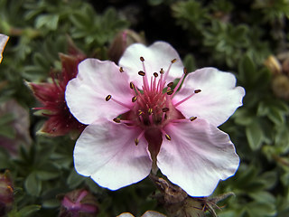 Potentilla nitida