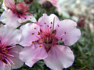 Potentilla nitida