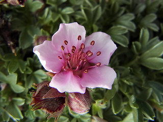 Potentilla nitida