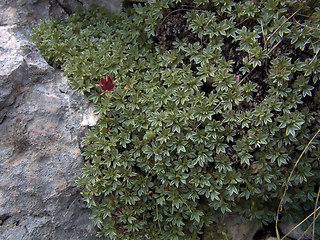 Potentilla nitida