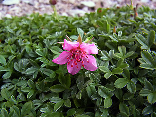 Potentilla nitida