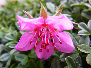 Potentilla nitida