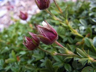 Potentilla nitida