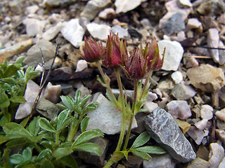 Potentilla nitida