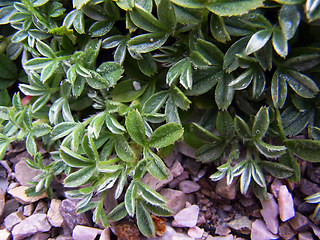 Potentilla nitida