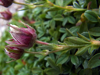 Potentilla nitida