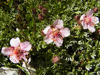 Potentilla nitida