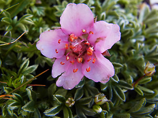 Potentilla nitida