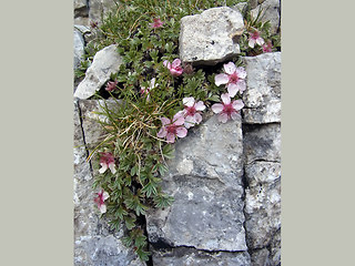 Potentilla nitida