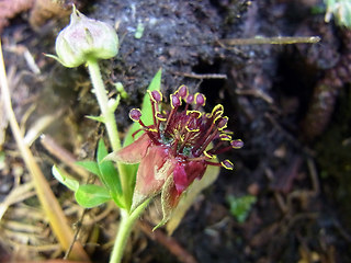 Potentilla palustris