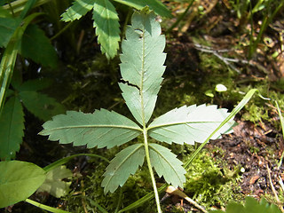 Potentilla palustris