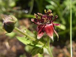 Potentilla palustris