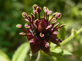 Potentilla palustris