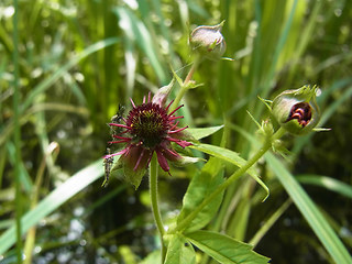 Potentilla palustris