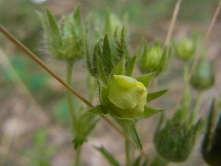 Potentilla recta