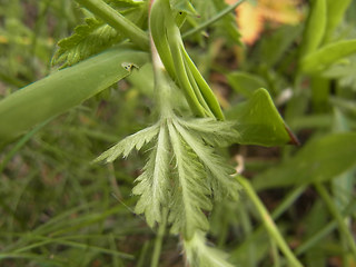 Potentilla recta