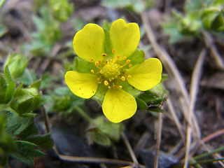 Potentilla reptans