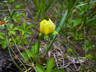 Potentilla reptans