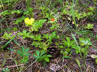 Potentilla reptans