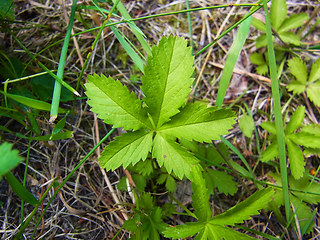 Potentilla reptans