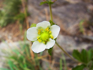 Potentilla rupestris