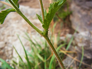 Potentilla rupestris