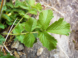 Potentilla rupestris