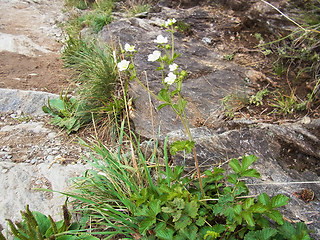 Potentilla rupestris