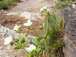 Potentilla rupestris