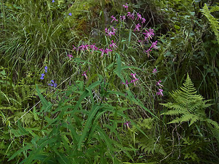 Prenanthes purpurea