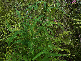 Prenanthes purpurea