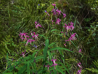 Prenanthes purpurea