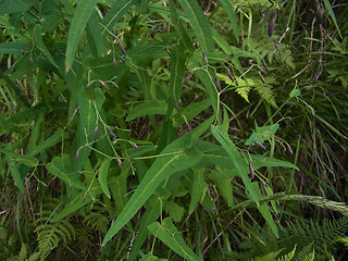 Prenanthes purpurea