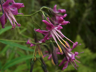 Prenanthes purpurea