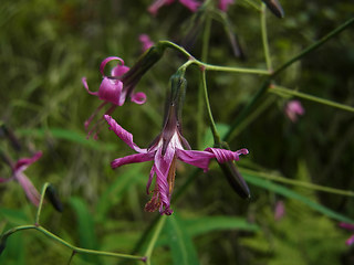 Prenanthes purpurea