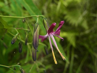 Prenanthes purpurea