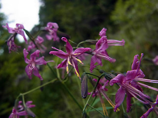 Prenanthes purpurea