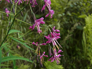 Prenanthes purpurea