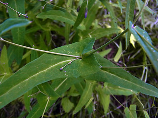 Prenanthes purpurea