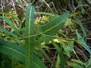 Prenanthes purpurea