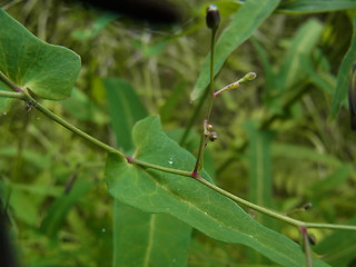 Prenanthes purpurea