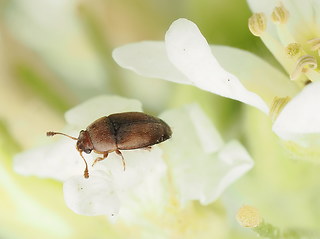 Pria dulcamarae